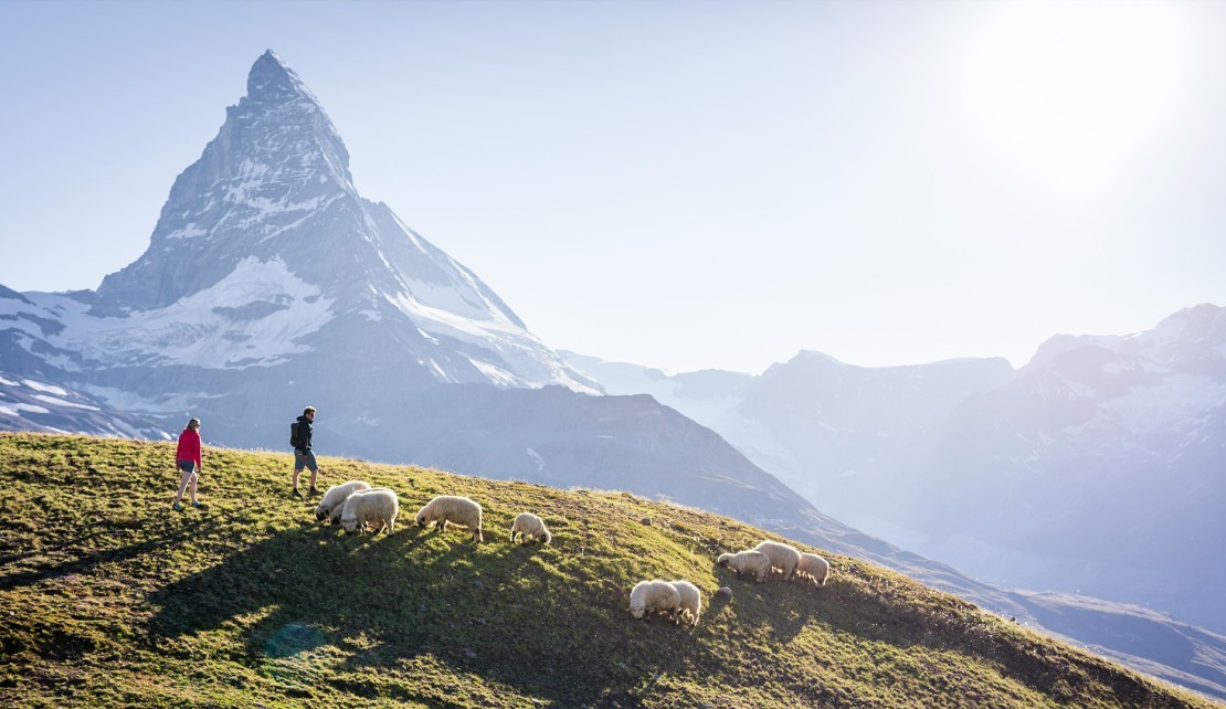 zermatt_sommer_wandern_sheep